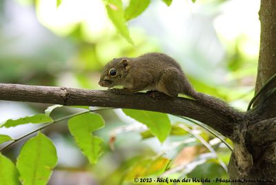 Slender Squirrel  (Sundasciurus tenuis)