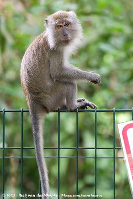 Long-Tailed MacaqueMacaca fascicularis fascicularis