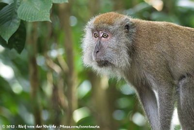 Long-Tailed Macaque  (Java-Aap)