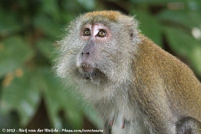 Long-Tailed MacaqueMacaca fascicularis fascicularis