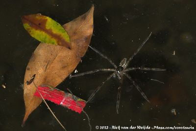 Fishing SpiderNilus albocinctus