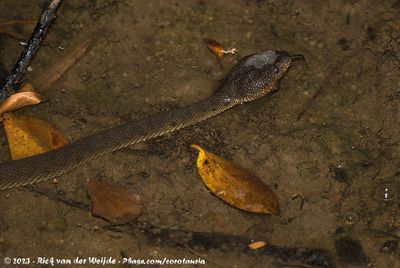 Shore Pit Viper  (Mangrove-Adder)