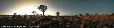 Quivertree Forest at Sunrise