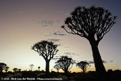 Quivertree Forest at Sunrise