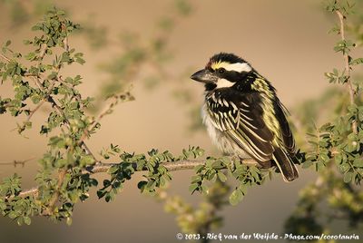 Acacia Pied Barbet  (Kaapse Baardvogel)