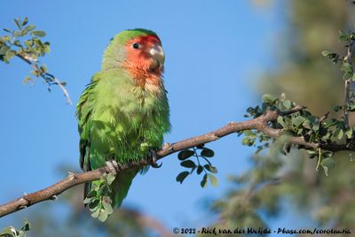 Rosy-Faced Lovebird  (Perzikkopagapornis)