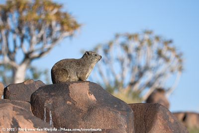 Rock HyraxProcavia capensis welwitschii