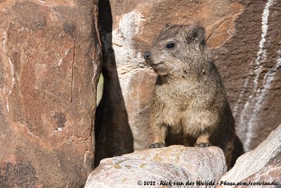 Rock HyraxProcavia capensis welwitschii