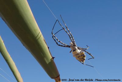 Common Garden Orbweb SpiderArgiope australis