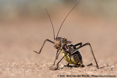 Brown Armoured Ground CricketAcanthoplus discoidalis