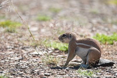 South African Ground SquirrelGeosciurus inauris