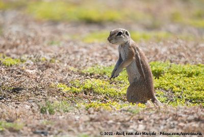 South African Ground Squirrel  (Kaapse Grondeekhoorn)