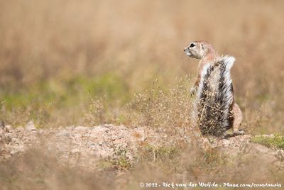 South African Ground Squirrel<br><i>Geosciurus inauris</i>