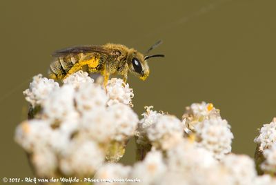 Golden Furrow-Bee  (Gouden Bronsgroefbij)