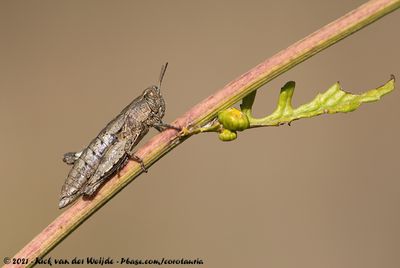 Common Maquis GrasshopperPezotettix giornae