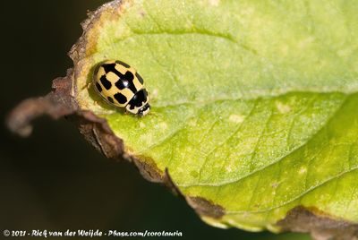 14-Spot Ladybird  (Schaakbordlieveheersbeestje)