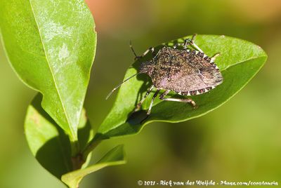Brown Marmorated Stink Bug  (Bruingemarmerde Schildwants)