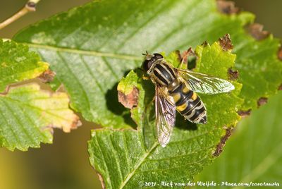 Large Tiger Hoverfly  (Citroenpendelvlieg)