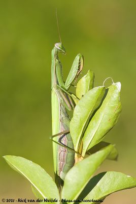 European Praying MantisMantis religiosa religiosa