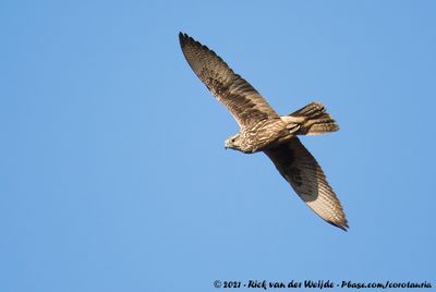 Saker Falcon  (Sakervalk)