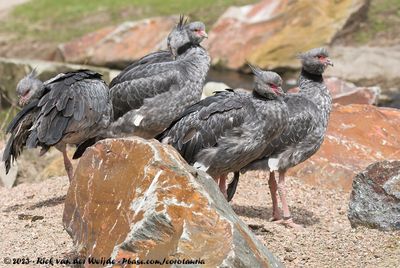 Southern Screamer  (Kuifhoenderkoet)