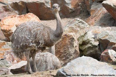 Lesser Rhea  (Darwins Nandoe)