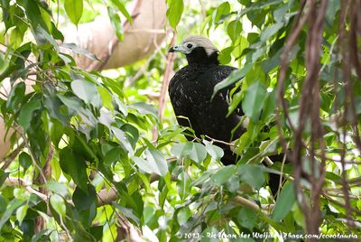 Blue-Throated Piping Guan  (Blauwkeelgoean)