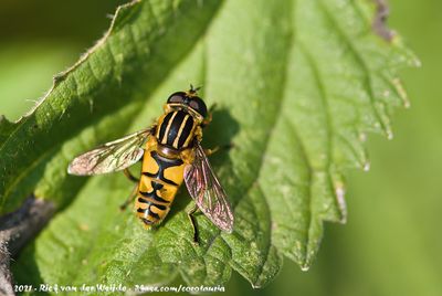 Common Tiger HoverflyHelophilus pendulus