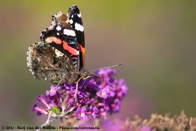 Red AdmiralVanessa atalanta atalanta