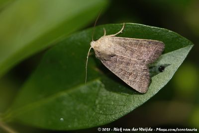 Vine's RusticHoplodrina ambigua