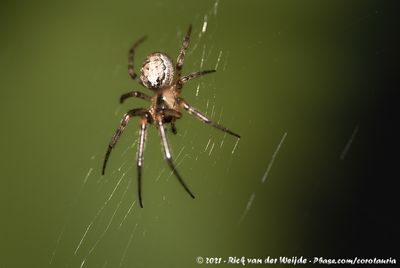 Silver-Sided Sector Spider<br><i>Zygiella x-notata</i>