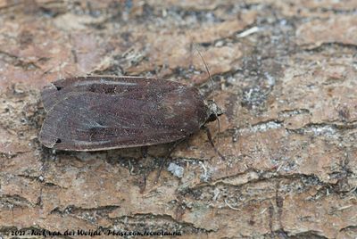 Large Yellow UnderwingNoctua pronuba