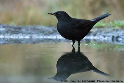 Eurasian BlackbirdTurdus merula merula