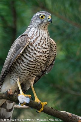 Eurasian SparrowhawkAccipiter nisus nisus