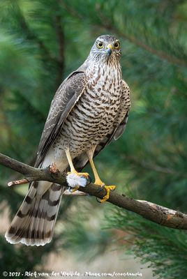 Eurasian SparrowhawkAccipiter nisus nisus