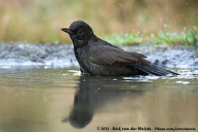Eurasian BlackbirdTurdus merula merula