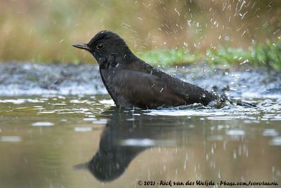 Eurasian BlackbirdTurdus merula merula