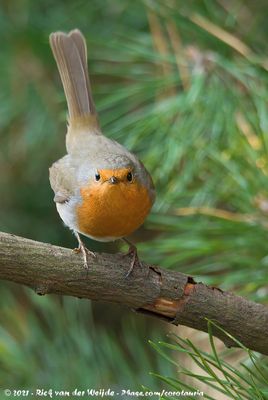 European RobinErithacus rubecula rubecula