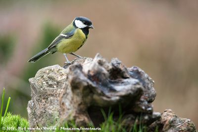 Great TitParus major major