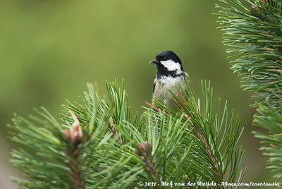 Coal TitPeriparus ater ater