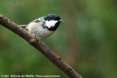 Coal TitPeriparus ater ater