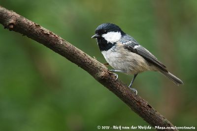 Coal TitPeriparus ater ater