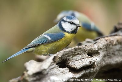 Eurasian Blue TitCyanistes caeruleus caeruleus