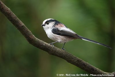 Long-Tailed TitAegithalos caudatus europaeus