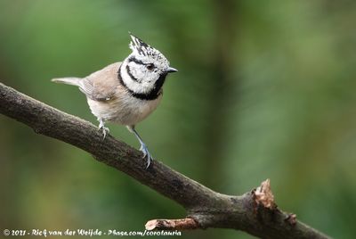 Crested Tit  (Kuifmees)