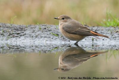 Common RedstartPhoenicurus phoenicurus phoenicurus