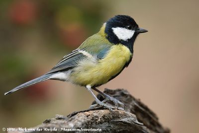 Great TitParus major major