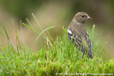 Eurasian ChaffinchFringilla coelebs coelebs