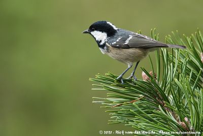 Coal TitPeriparus ater ater