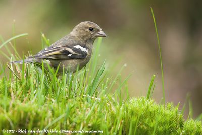 Eurasian ChaffinchFringilla coelebs coelebs